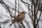 Close up picture of male house sparrow, Passer domesticus