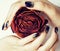 Close up picture of manicure nails with dry flower red rose, dehydrated by winter