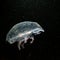 A close-up picture of a Moon jellyfish or Aurelia aurita with black seawater background