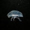 A close-up picture of a Moon jellyfish or Aurelia aurita with black seawater background