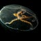 A close-up picture of a Moon jellyfish or Aurelia aurita with black seawater background