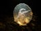 A close-up picture of a Moon jellyfish or Aurelia aurita with black seawater background