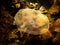 A close-up picture of a Moon jellyfish or Aurelia aurita with brown stones in the background