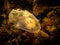 A close-up picture of a Moon jellyfish or Aurelia aurita with brown stones in the background