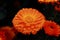 Close-up picture of orange calendula