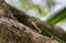 Close-up picture of a Phelsuma astriata