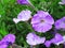 Close up picture of a purple geranium flower