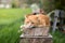 Close up picture of red tabby cat relaxing in the garden