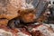 Close up picture of a rock wallaby with long tail hiding among the rocks under the shade near a river. Yardie Creek, Cape Range