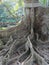 Close up picture of roots of Ceiba Tree