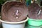 The close-up picture of shrimp paste made from shrimp is a Thai food ingredient.  Shop market, food business the Asian food market