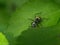 Close up picture of small black ants, called Odorous House Ants, insects, fauna, animals