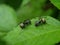 Close up picture of small black ants, called Odorous House Ants, insects, fauna, animals