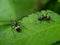 Close up picture of small black ants, called Odorous House Ants, insects, fauna, animals