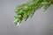 Close-up picture of small conifer branch