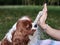 Close-up picture of small white and brown dog, giving hi five to the owner on green grass in park in summer. Cavalier king charles