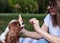 Close-up picture of small white and brown dog, giving hi five to the owner on green grass in park in summer. Cavalier king charles