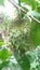 Close up picture of Soursop fruit