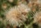 Close-up picture of spear thistle. Fluff. Seeds