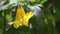 Close up picture, Tecoma stans, Yellow Bell, Ornamental Africa, Yellow Flowers with water drops