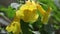 Close up picture, Tecoma stans, Yellow Bell, Ornamental Africa, Yellow Flowers with water drops