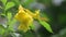 Close up picture, Tecoma stans, Yellow Bell, Ornamental Africa, Yellow Flowers with water drops