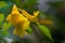 Close up picture, Tecoma stans, Yellow Bell, Ornamental Africa, Yellow Flowers with water drops