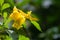 Close up picture, Tecoma stans, Yellow Bell, Ornamental Africa, Yellow Flowers with water drops