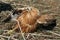 Close up picture to common buzzard