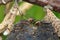 Close up Picture of Tortoiseshell butterfly showing its proboscis.