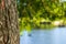 Close-up picture of the trunk of a lakeside tree