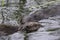 A close-up picture of two Eurasian beavers eating in calm water.