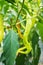 Close up picture of unripe pepper in an organic farm greenhouse, selective focus