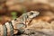 Close-up picture of Varanus sitting in the sun