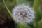 Close up picture of white dandelion