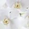 A close-up picture of white orchid blossom