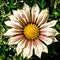Close  up picture of a white treasure flower with purple stripes Mittagsgold / Gazania