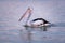 Close up picture of a wild pelican swimming at the sea. Sunset time, pink sky. Black and white feathers, pale pink beak. Vertical