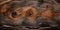 Close-up picture with wood texture backdrop. Old natural pattern of tree grain.