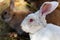 A close up picture of a young brown rabbits face