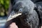 Close up picture of a young jackdaw showing its bright blue eyes which will turn brown after its first year
