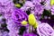 Close-up pictures of beautiful freshness of purple roses, natural background
