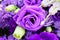 Close-up pictures of beautiful freshness of purple roses, natural background