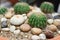 Close-up pictures of the beauty of the cactus in the garden with decorative stones