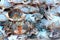 Close-up pictures of fresh crabs in seafood market shops  Asian food business