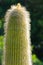 Close up of a picturesque cactus plant at botanical garden in Cagliari, Sardinia