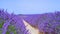 CLOSE UP: Picturesque shot of long rows of vibrant violet lavender shrubs.