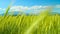 CLOSE UP: Picturesque shot of lush green field of wheat moving in subtle breeze
