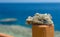 Close up of a piece of corals or reefs on a wooden fence against