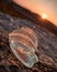 Close Up of a Piece of Glass in the Sunset